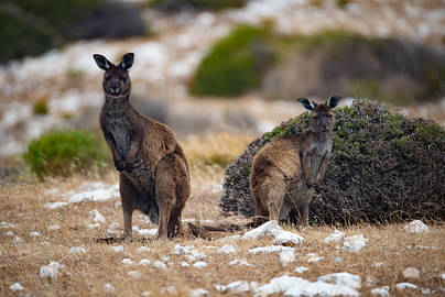 Kangaroo Island East End Explorer Tour