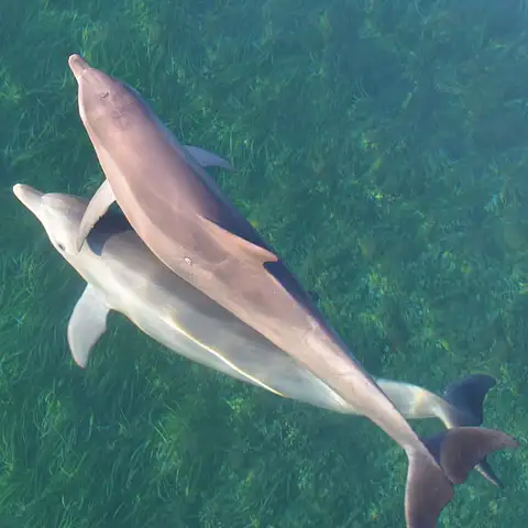 Dolphin Kayaking Adelaide