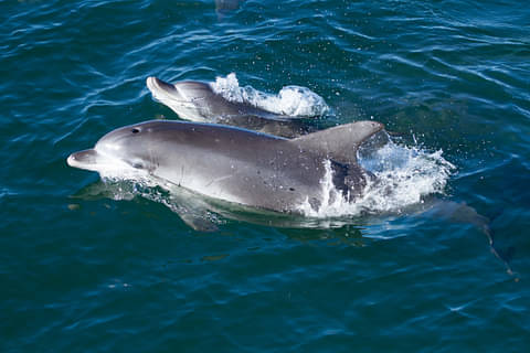 dolphin watch cruises jervis bay
