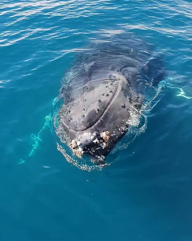 Dunsborough Whale Watching Eco Tour