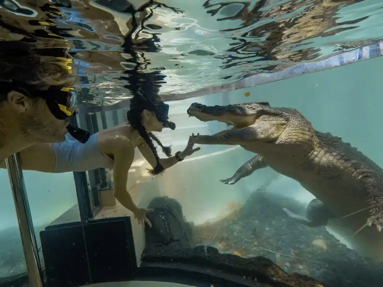 Wildlife Habitat Swim with Salties | Double Pass (Must book 2 people)
