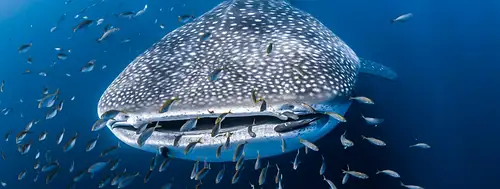 Shark Diving