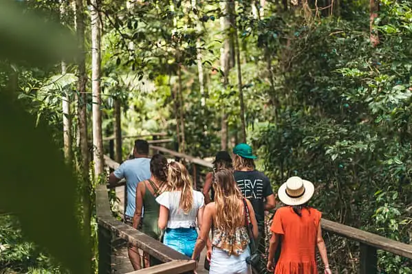 Central Station Rainforest K'gari