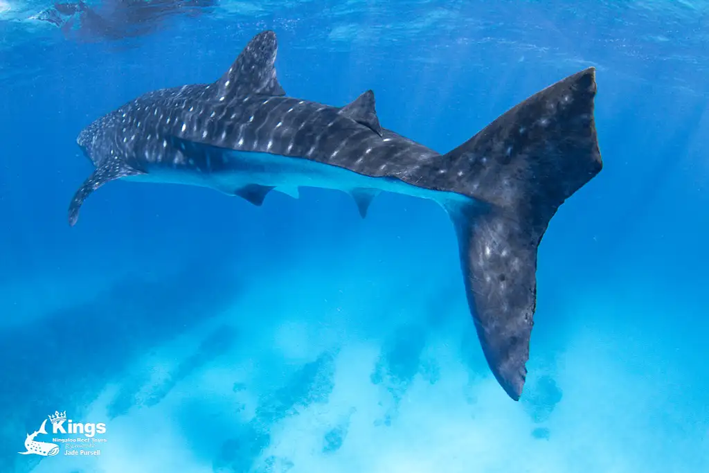 Whale Shark Snorkelling Adventure Tour (Apr-July) | Departing Exmouth