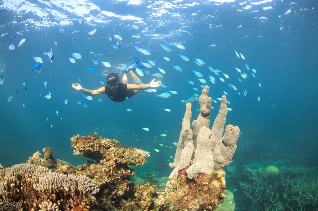 Coral Bay Snorkel & Coral View Tour