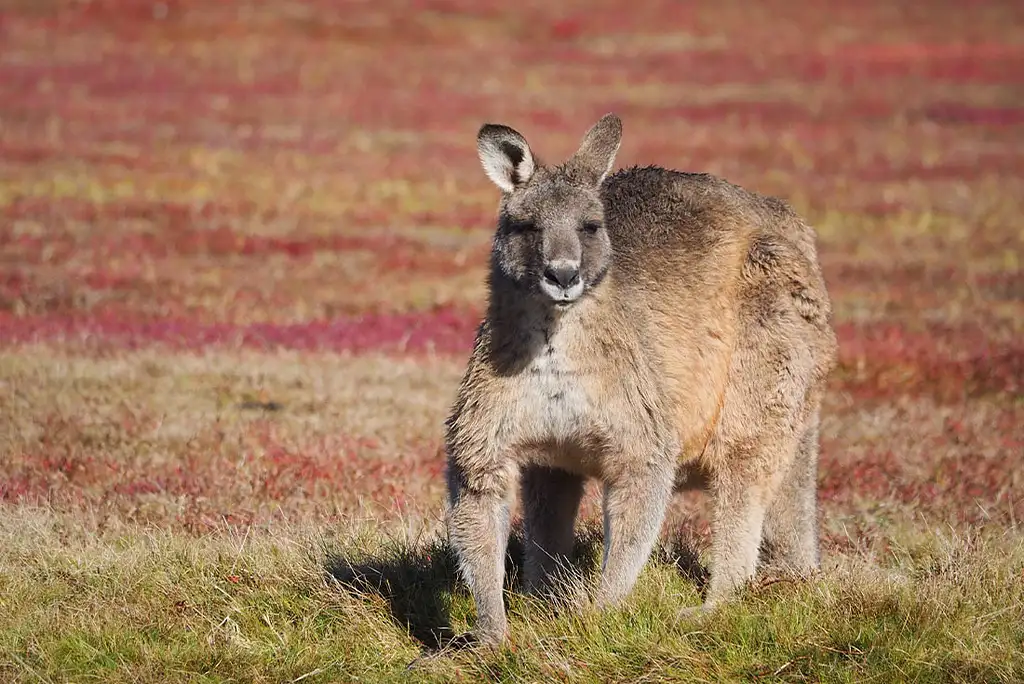 6 Day Best of Tasmania's Tarkine & Cradle Mountain | Intrepid Tour