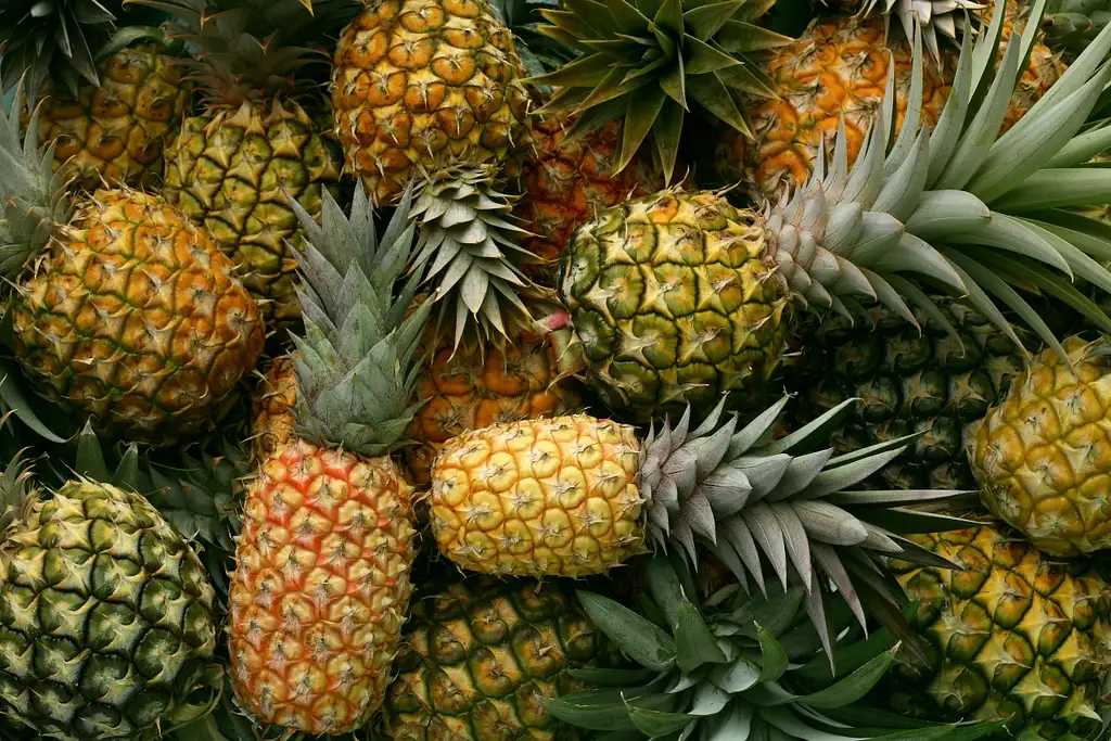 North Shore & Dole Pineapple Tour