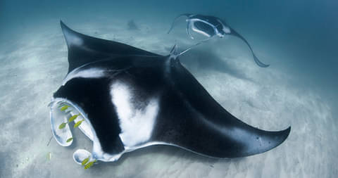 Ningaloo Reef Scuba Dive Day Tour