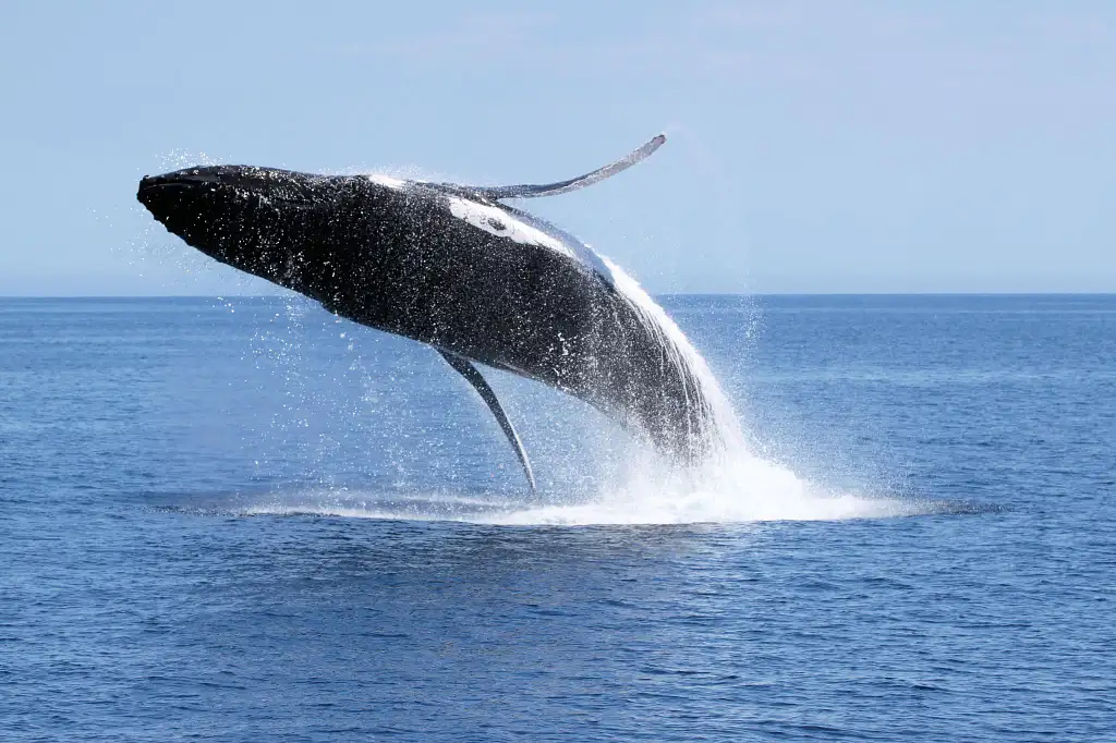 Dunsborough Whale Watching Eco Tour