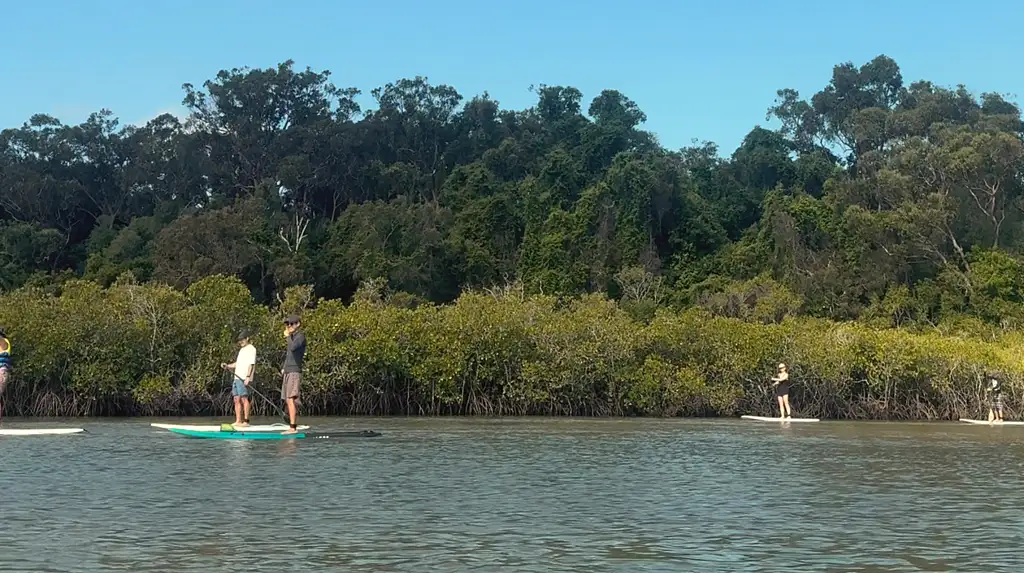 Noosa Stand Up Paddle & Mangrove Tunnel Tour