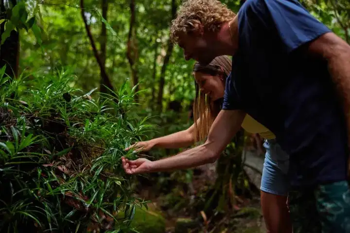 Waterfall & Rainforest Tour | From Cairns