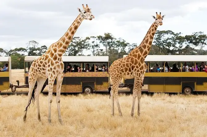 Werribee Zoo & Werribee Mansion Tour