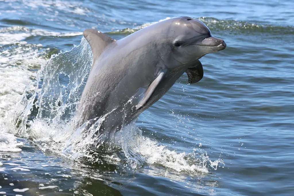 Dolphine Cruise from Mandurah