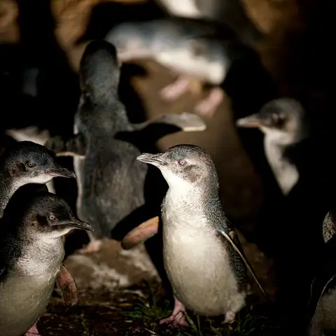 penguin tour freycinet