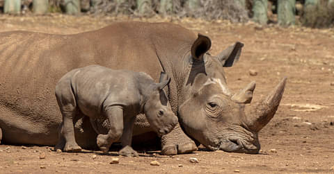 Monaro Safari Park tours