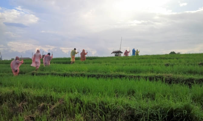rice field in bali