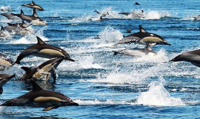 auckland whale and dolphin safari coupon