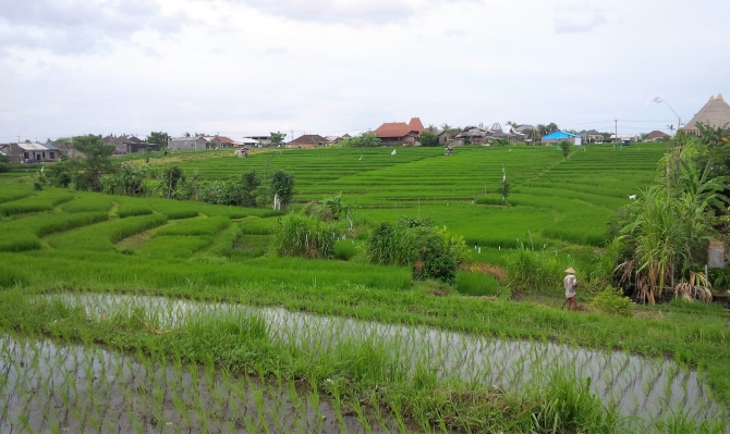 visit rice field bali