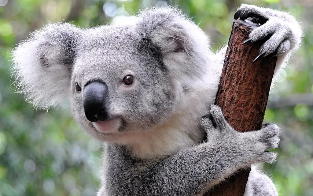 Byron Bay Koala and Kangaroo Safari