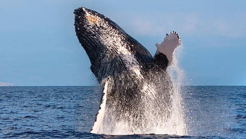 2 hour whale watching tour Oahu
