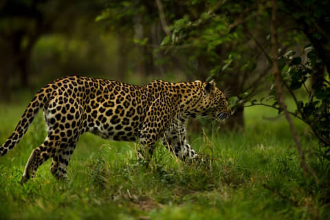 African wildlife safari deal