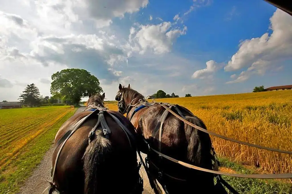 Philadelphia and Amish Countryside Guided Day Tour From NYC