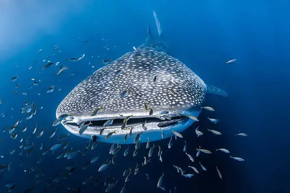 A whale shark swimming towards the camera surrounded by a school of fish.