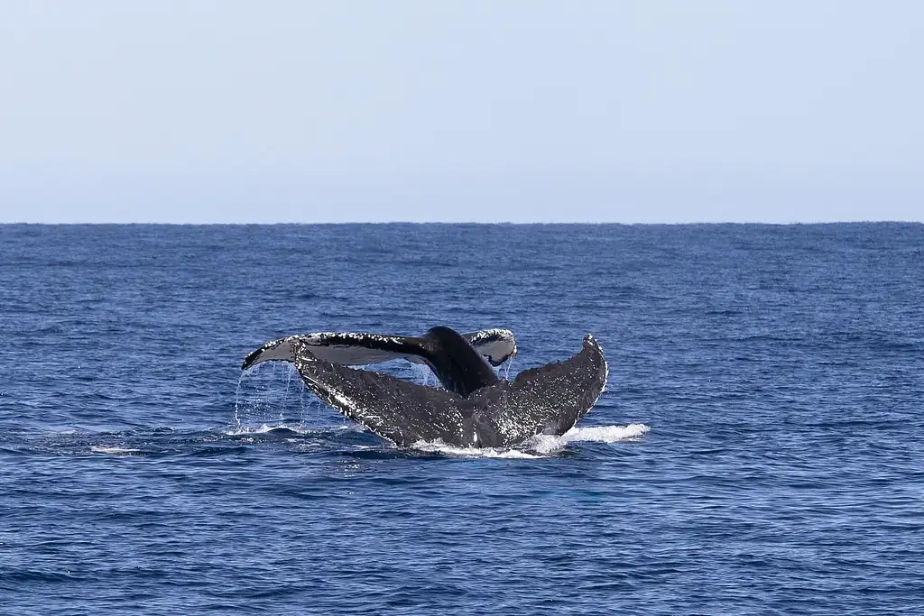 Ningaloo Reef Humpback Whale Adventure Tour from Coral Bay