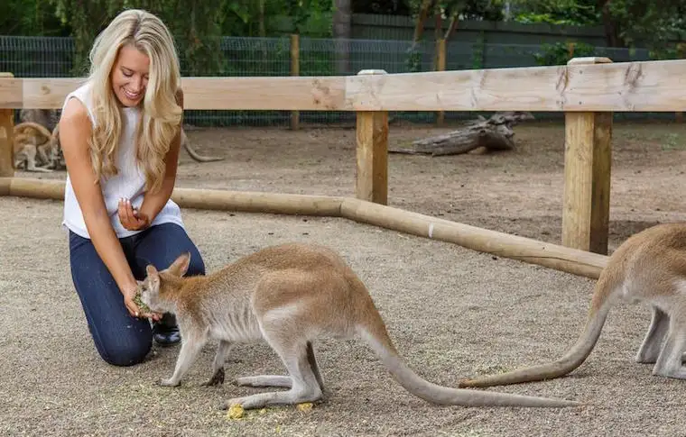 Blue Mountains Small Group Wildlife Tour