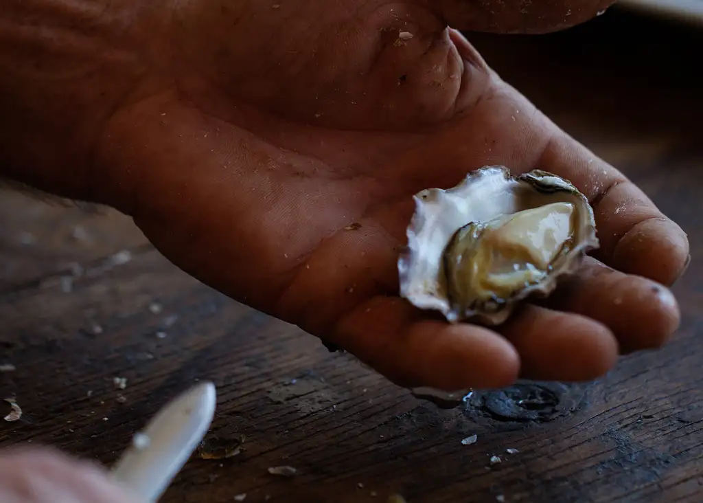 Broken Bay Oyster Farm Experiences - Oyster Tasting or Farm Tour