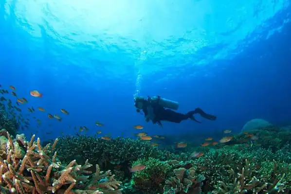 Fiji diving tour