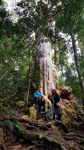 Lamington National Park Day Trip