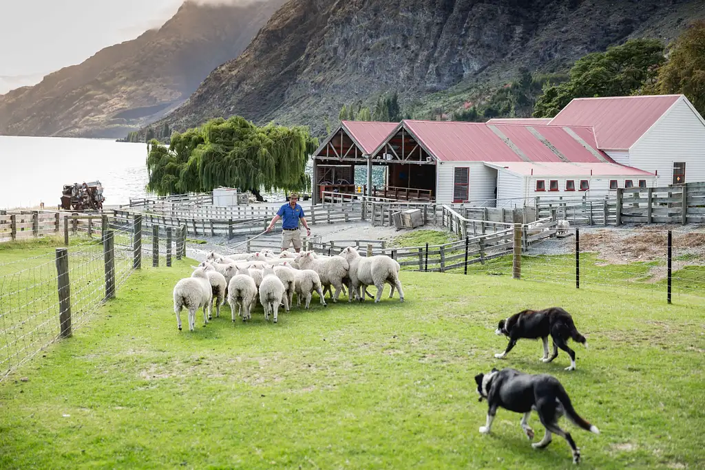 Walter Peak Farm Tour on TSS Earnslaw