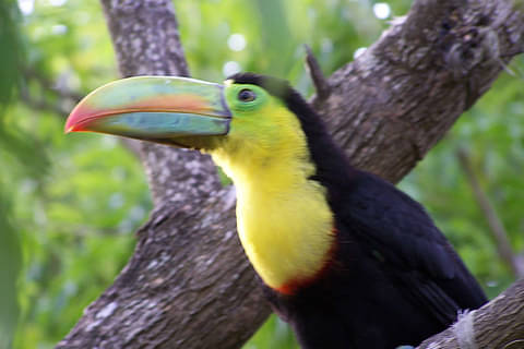 tucan-carara-national-park