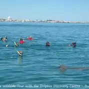 Swim with wild Dolphins | Bunbury
