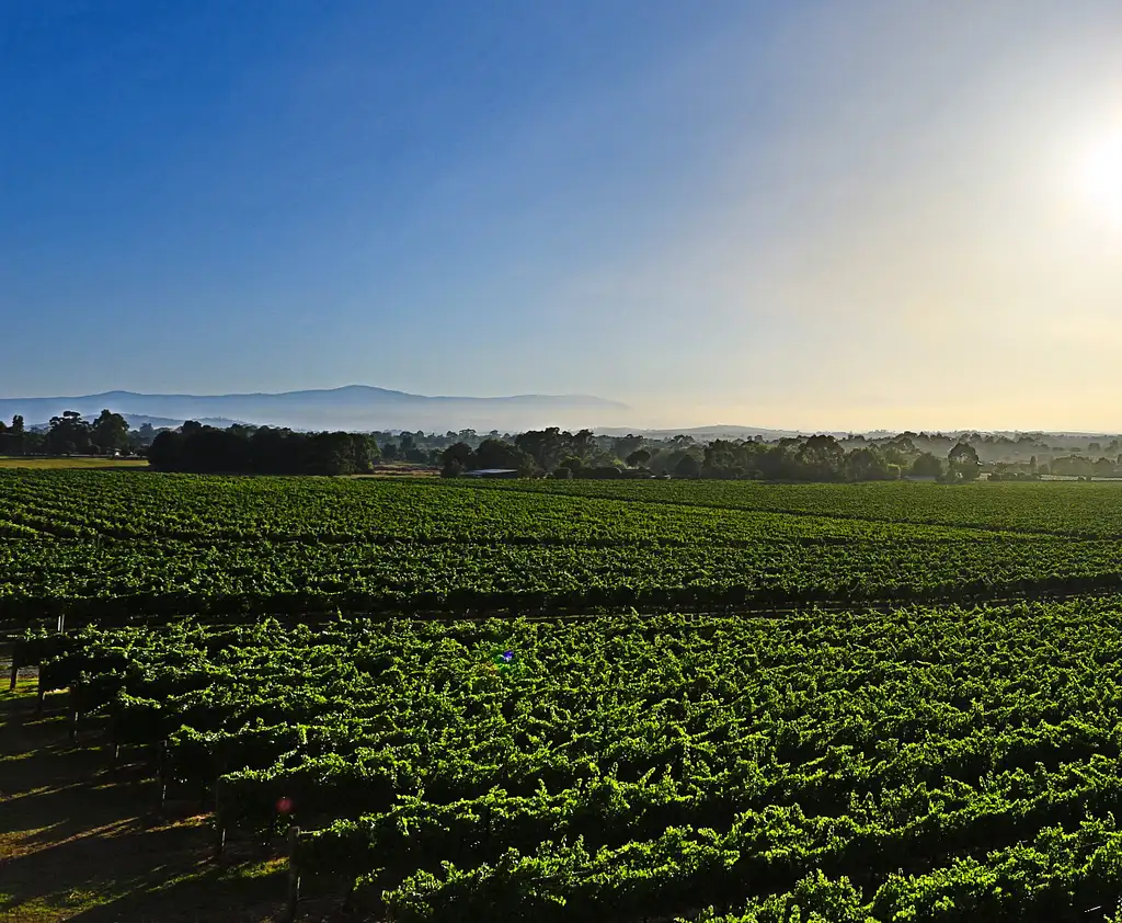 Yarra Valley Wine Experience with Lunch - Pick up Melbourne or Yarra Valley