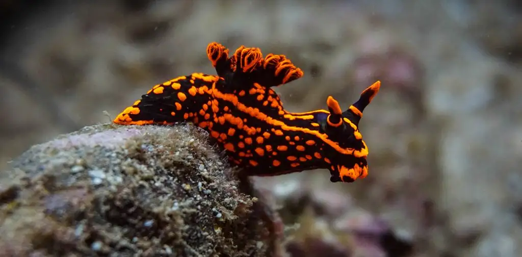 Dive The Muiron Islands from Exmouth | Certified & Intro Dives