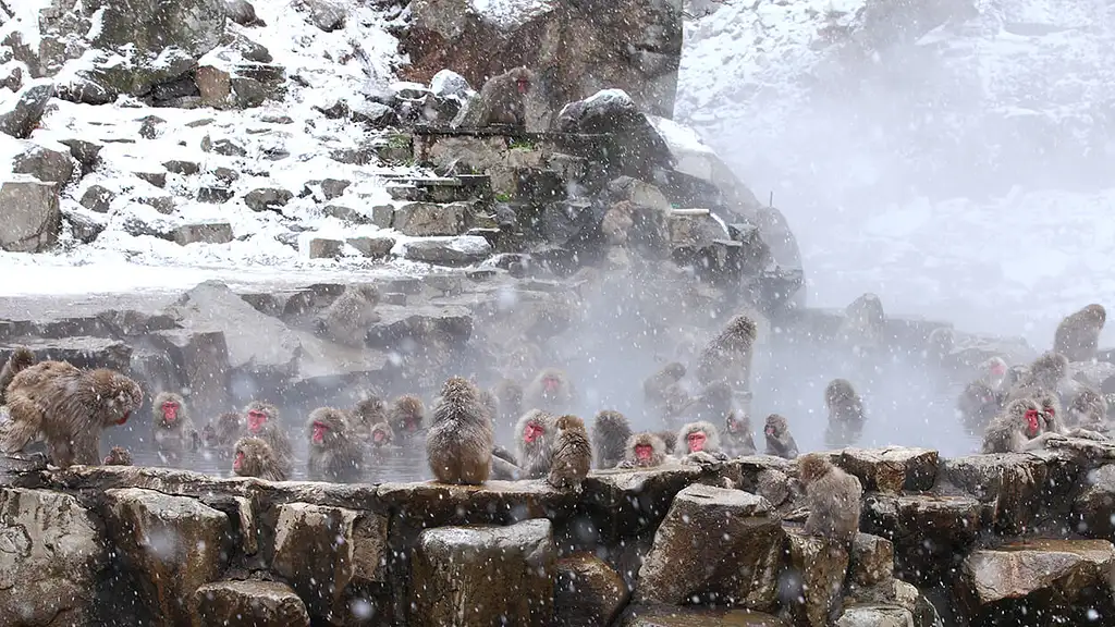 Snow Monkeys & Snow Fun In Shiga Kogen, 1 Day Tour
