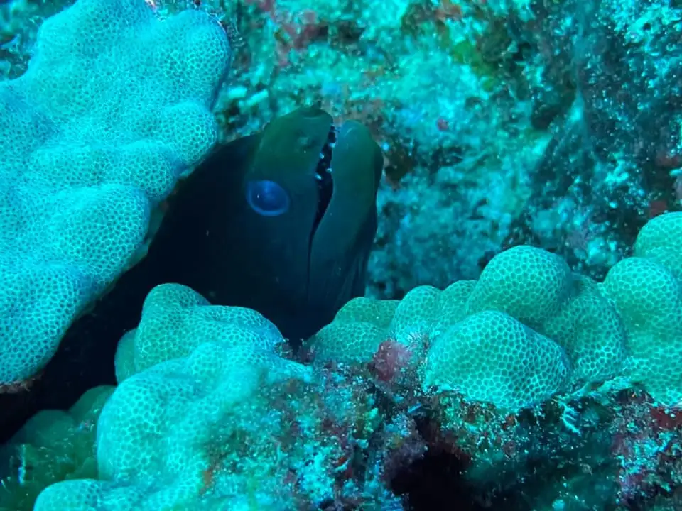 Shallow Reefs Dive Tour