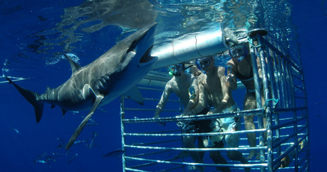 Oahu Shark Cage Diving at Haleiwa