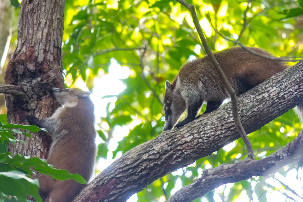 Tulum Jungle Adventure
