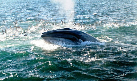 auckland whale and dolphin safari promo code
