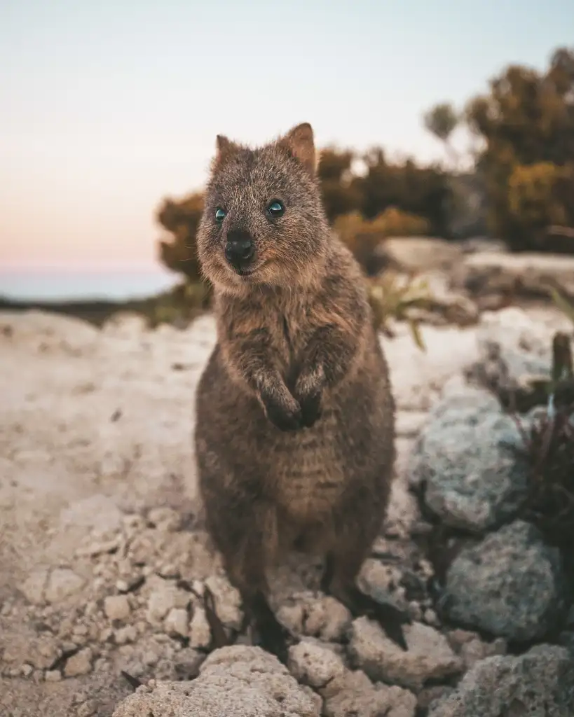 Rottnest Island Tour & Ferry Transfer Grand Package