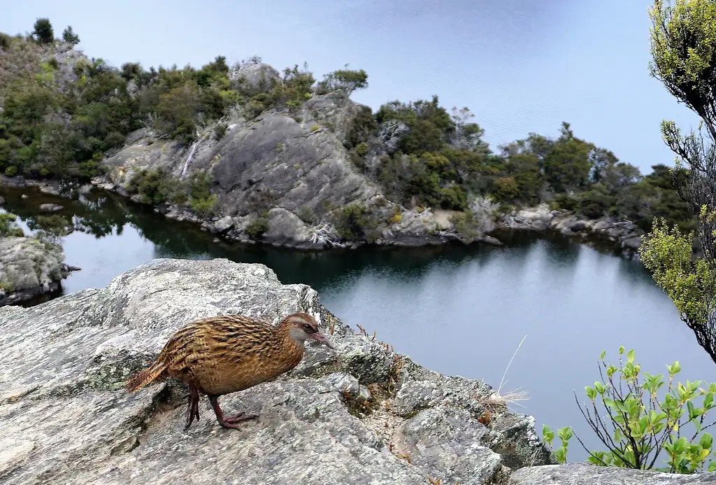 Lake Wanaka Mou Waho Island Cruise & Nature Walk