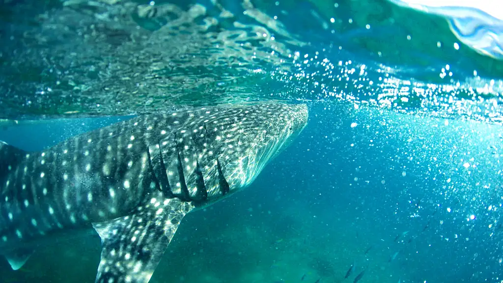 Whale Shark Swim and Canyoning Adventure | Oslob