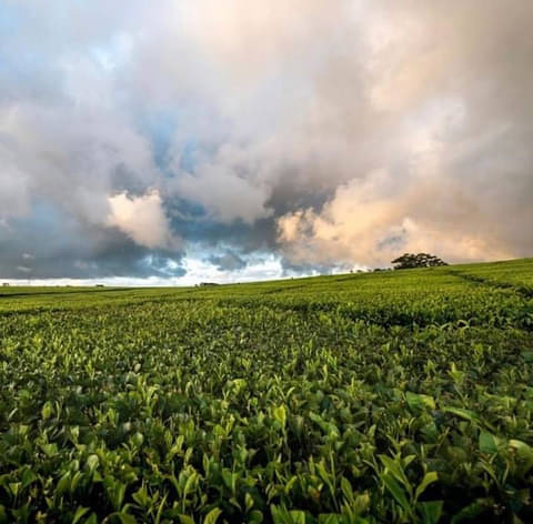 atherton tablelands food & wine tours from cairns