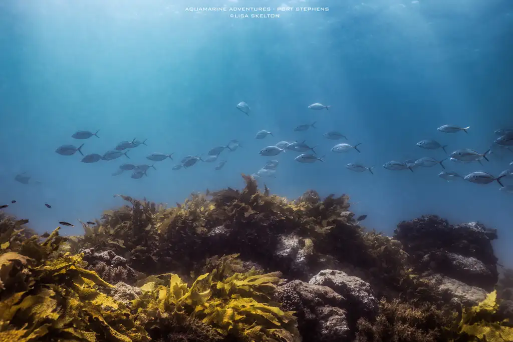 Port Stephens Island Snorkelling Adventure