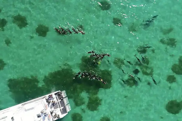 Aerial shot of blue-green ocean waters. A tour boat is in the bottom left hand corner, and a pod of dolphins is swimming through the waters.