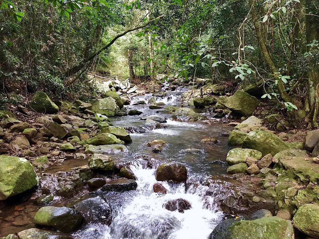 Springbrook Full Day Tour from Brisbane
