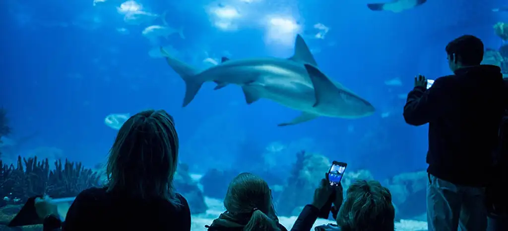 Lisbon Oceanarium Entrance Ticket